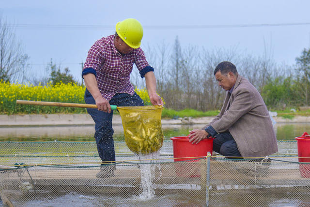 鱼苗   水产    渔业   农业  经济  渔民   收入   村民  增收    乡村振兴