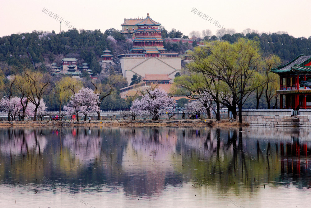 北京，旅游，颐和园西堤，西堤桃花盛开