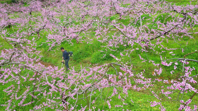 通道 村民 桃园 除草 管理 施工 忙