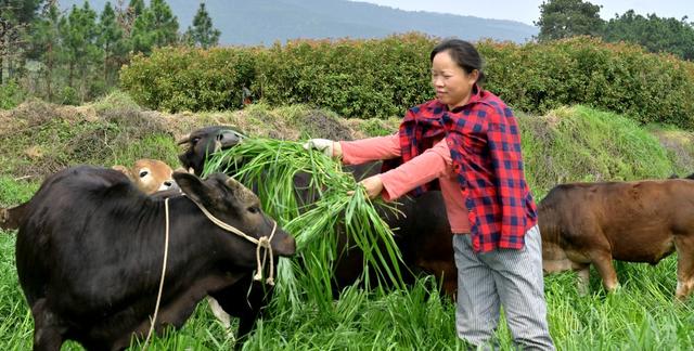 赶着黄牛奔小康