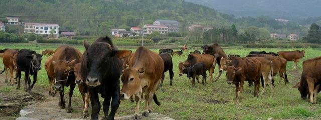 赶着黄牛奔小康