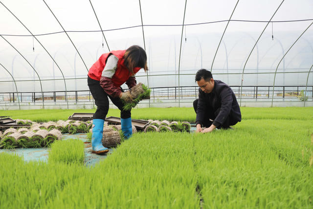 早稻 插秧 粮食