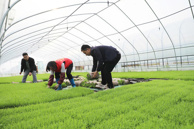 早稻 插秧 粮食