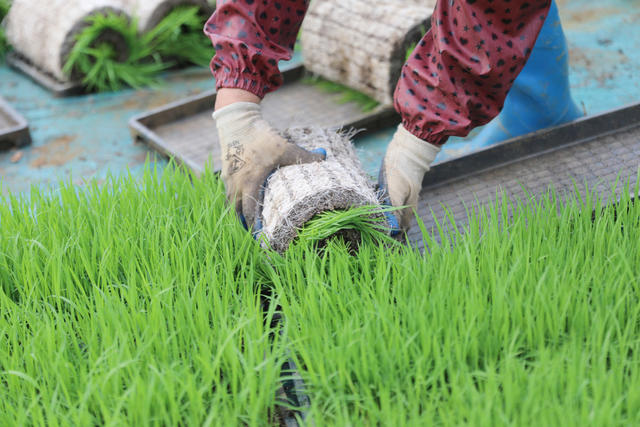 早稻 插秧 粮食