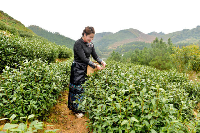 春茶   白茶  采摘白茶