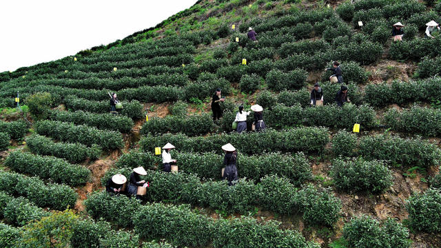 春茶   白茶  采摘白茶
