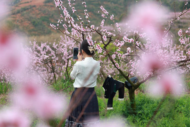 赏花 桃花 踏青 乡村振兴