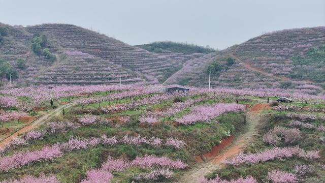 赏花 桃花 踏青 乡村振兴