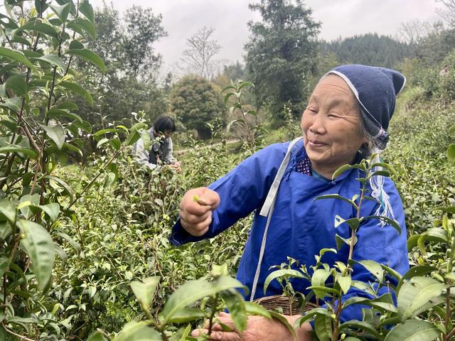 春茶采摘助增收
