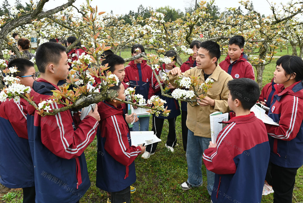 教育 学生  社会实践  户外课堂  梨园  生物课  教学  教师 大自然  梨树 园艺场  知识