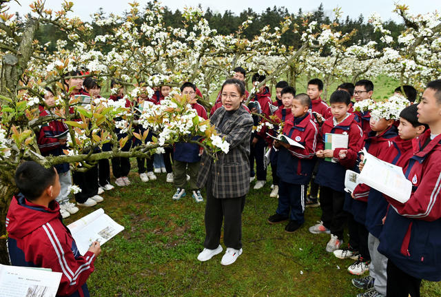 教育 学生  社会实践  户外课堂  梨园  生物课  教学  教师 大自然  梨树 园艺场  知识