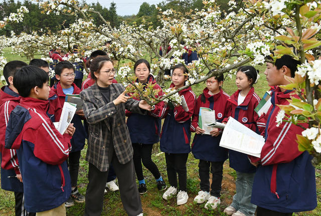 教育 学生  社会实践  户外课堂  梨园  生物课  教学  教师 大自然  梨树 园艺场  知识