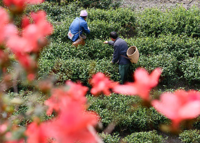 明前茶、采摘忙、抢抓农时、采茶、制茶、供应市场