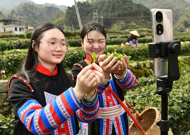 明前茶、采摘忙、抢抓农时、采茶、制茶、供应市场