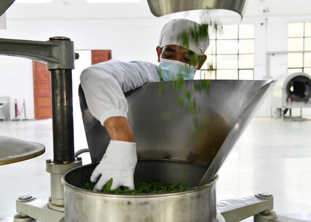 明前茶、采摘忙、抢抓农时、采茶、制茶、供应市场