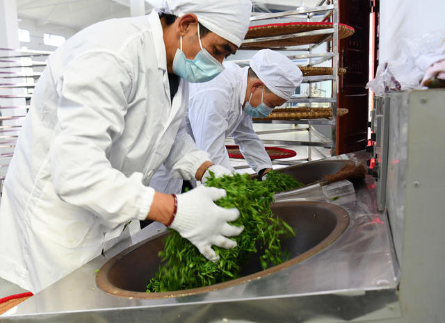 明前茶、采摘忙、抢抓农时、采茶、制茶、供应市场