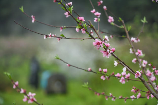 果树
保果
丰收
丰产
春耕
