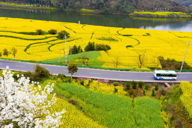 春色  油菜花  湘西  旅游 