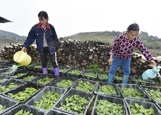 嘉禾：种植罗汉果  村民增收入