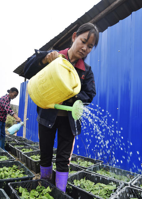 嘉禾：种植罗汉果  村民增收入