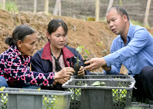 嘉禾：种植罗汉果  村民增收入