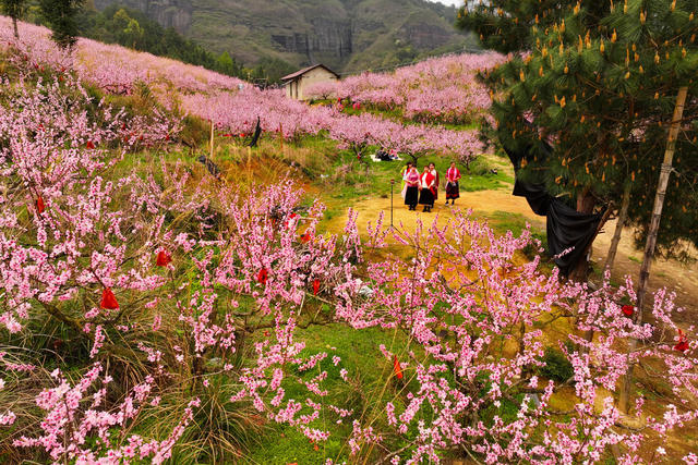 旅游、桃花、乡村、游客、春天
