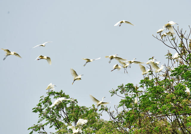 嘉禾：生态好  白鹭飞