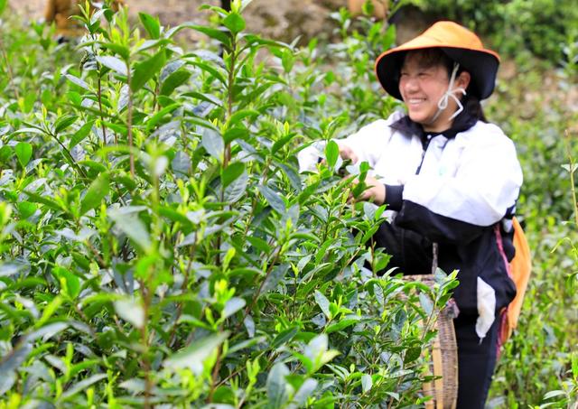 湖南  常宁  天堂山  采茶