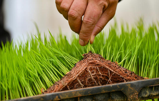 育秧管理  春耕