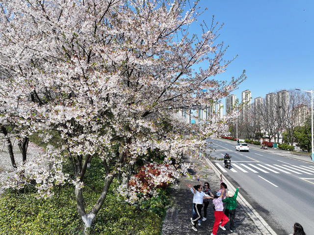 澧水  沿江风光带   樱花  诗画