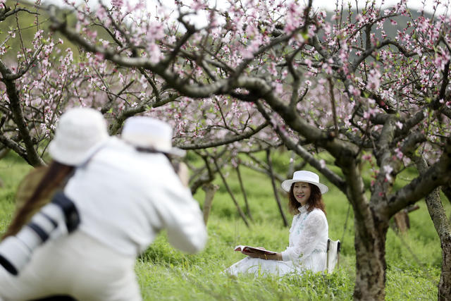 春色 桃花绽放 美如画 旅游  踏青赏花