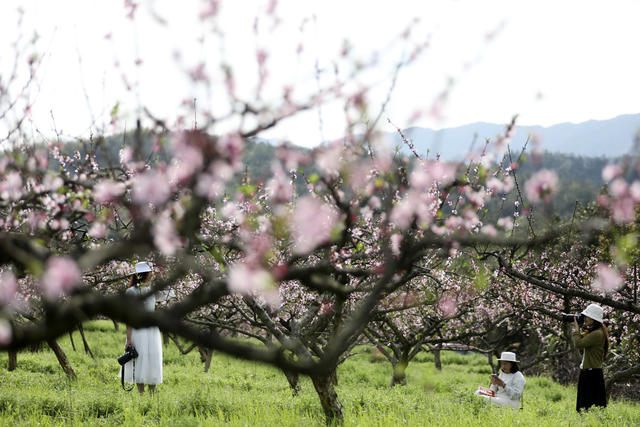 春色 桃花绽放 美如画 旅游  踏青赏花