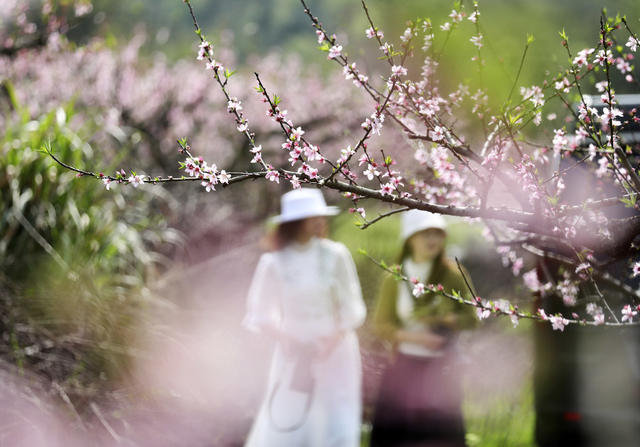 春色 桃花绽放 美如画 旅游  踏青赏花