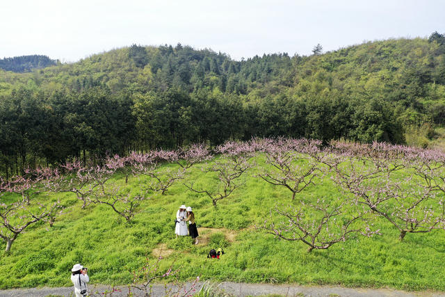 春色 桃花绽放 美如画 旅游  踏青赏花