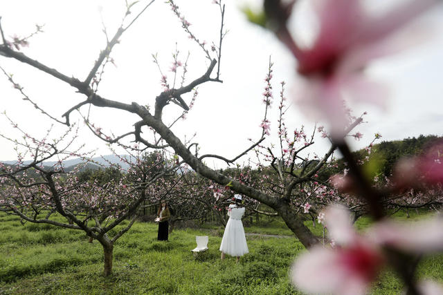 春色 桃花绽放 美如画 旅游  踏青赏花