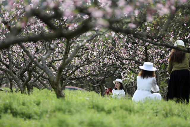 春色 桃花绽放 美如画 旅游  踏青赏花
