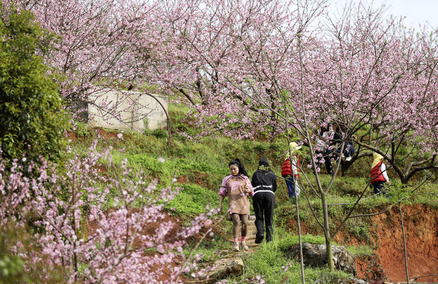 春色 桃花绽放 美如画 旅游  踏青赏花