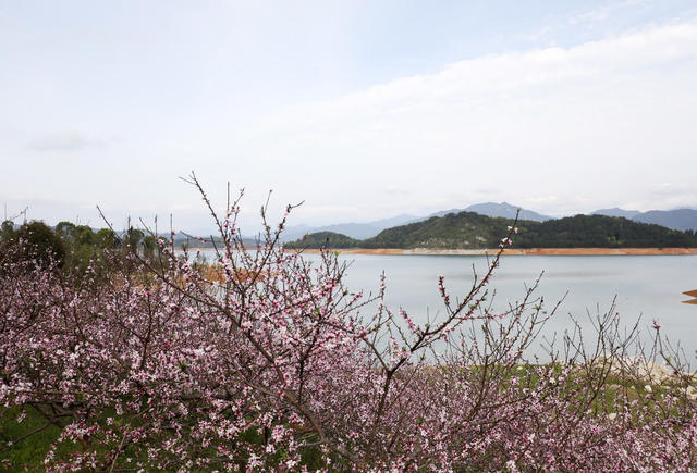 春色 桃花绽放 美如画 旅游  踏青赏花