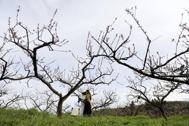 春色 桃花绽放 美如画 旅游  踏青赏花