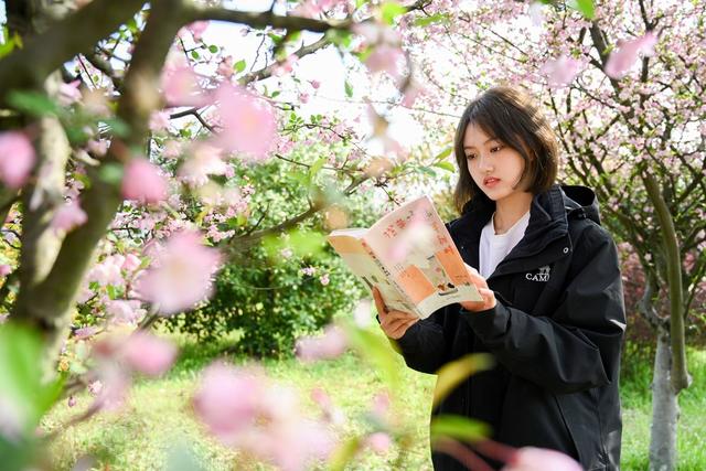 迎春盛放 春日画卷  校园