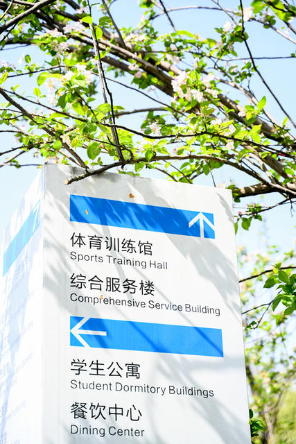 迎春盛放 春日画卷  校园