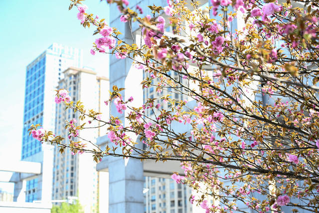 迎春盛放 春日画卷  校园