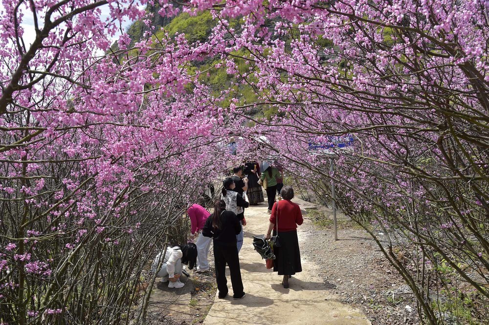 江永县、紫荆花、游客、美景