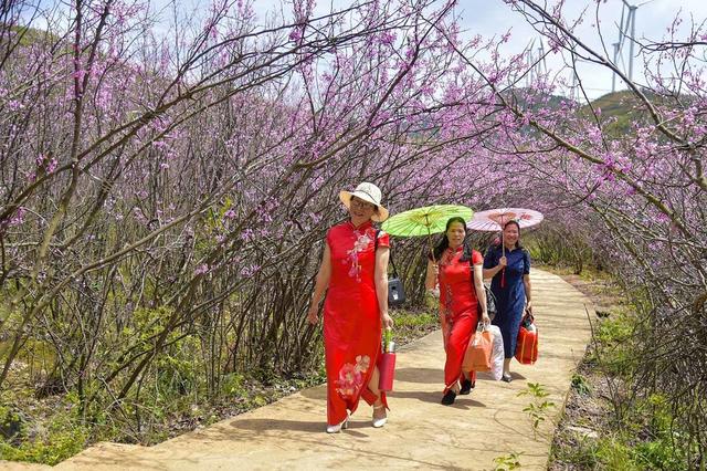 江永县、紫荆花、游客、美景
