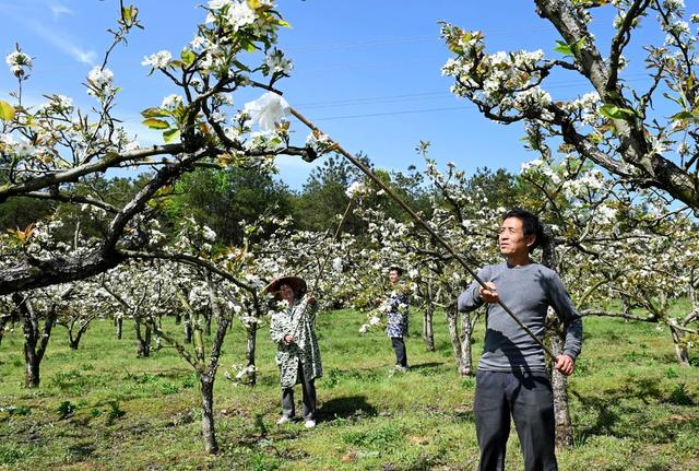 梨花 梨树  人工授粉 园艺场  果园 农作物 春管 果农 林果 花