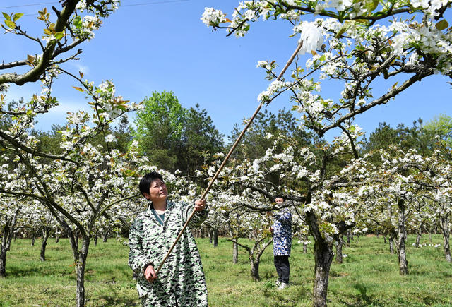 梨花 梨树  人工授粉 园艺场  果园 农作物 春管 果农 林果 花