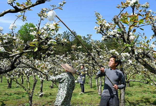 梨花 梨树  人工授粉 园艺场  果园 农作物 春管 果农 林果 花