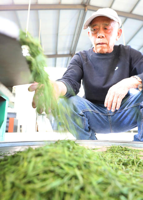 明前茶 采摘 制作