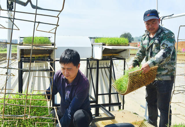 嘉禾：农机培训演示   助力水稻生产  