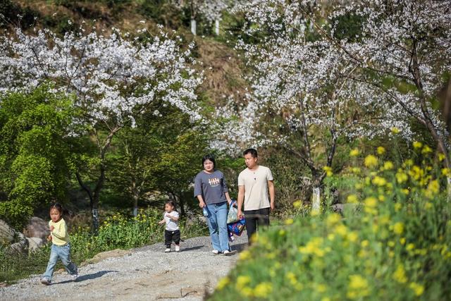踏青 赏花 樱花 春光 景区 旅游 游玩